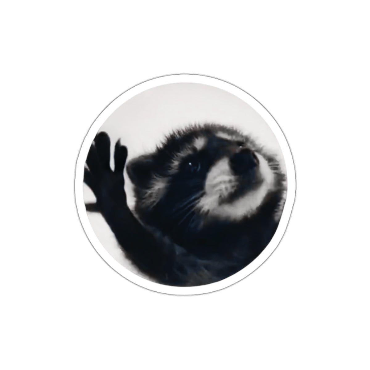 Pedro The Raccoon Sticker!